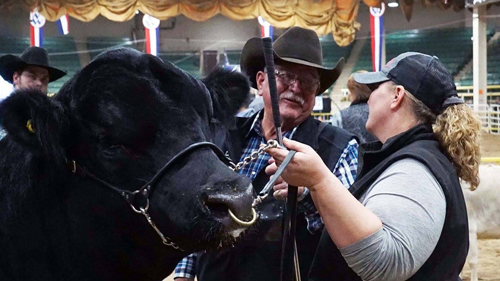 A black bull with a nose ring stands beside two people in cowboy hats talking at an indoor livestock show, with ribbons hanging in the background.