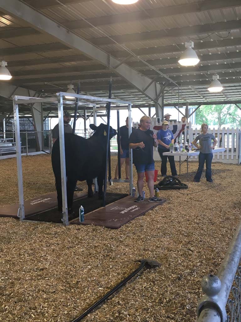 Several people stand near a black cow in a grooming chute inside a livestock barn. Some are holding grooming tools, and others stand by a table with bottles. The area is covered in wood shavings under a metal roof.