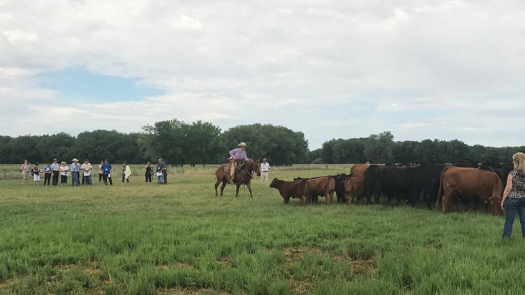 A cowboy on horseback herds a group of cattle in a grassy field while a group of people watch from a distance under a partly cloudy sky.