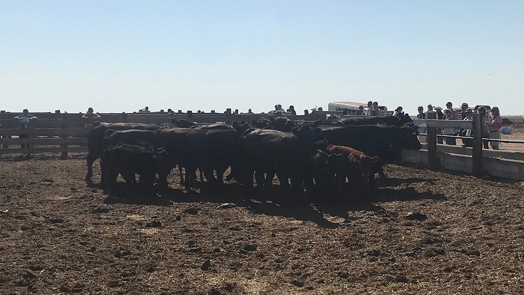 A group of cattle stands closely together in a fenced dirt enclosure under a clear sky, while people observe them from behind the fence in the background.