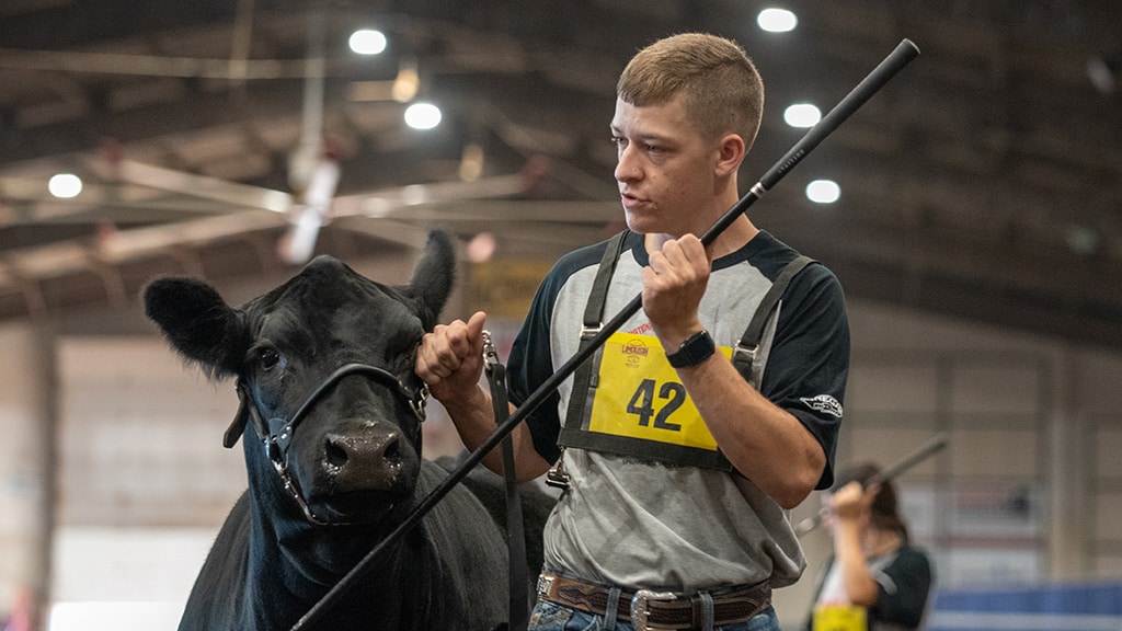 A young man wearing a numbered tag leads a black cow with a halter and show stick inside a livestock arena. The background is blurred, highlighting the indoor setting and another participant.