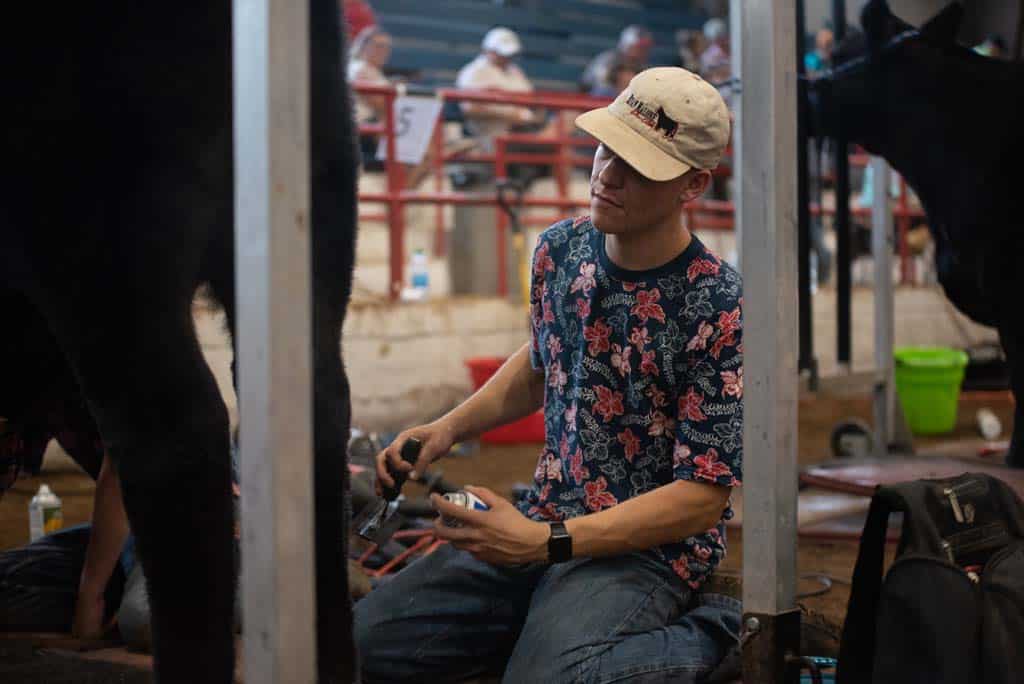 A person wearing a floral shirt and cap kneels beside a cow, grooming its leg with electric clippers at an indoor livestock event. Red railings, other animals, and people are visible in the background.