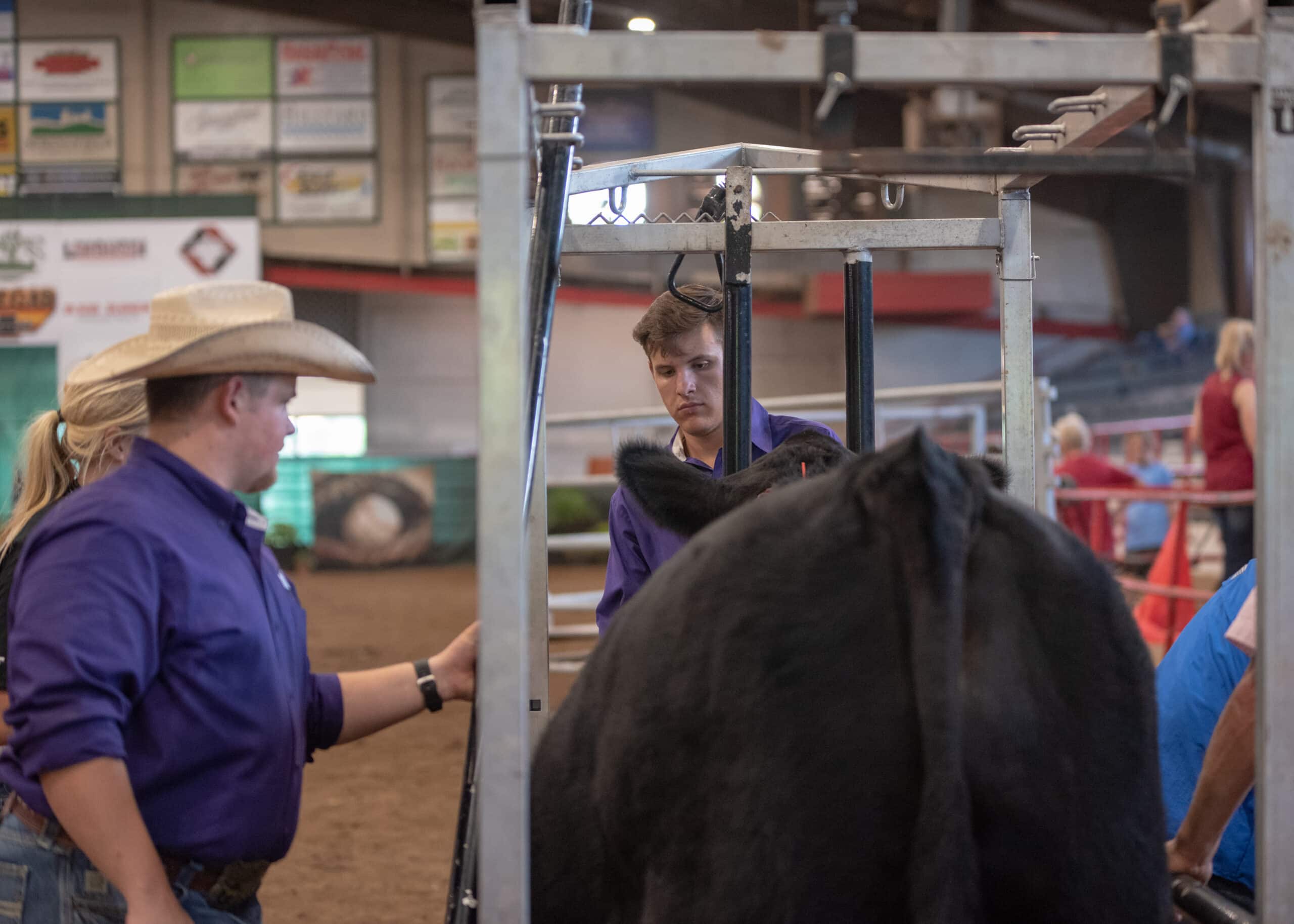 Two men in purple shirts, one wearing a cowboy hat, stand near a large black cow in a metal livestock chute inside an indoor arena. The background shows empty bleachers and advertising signs.