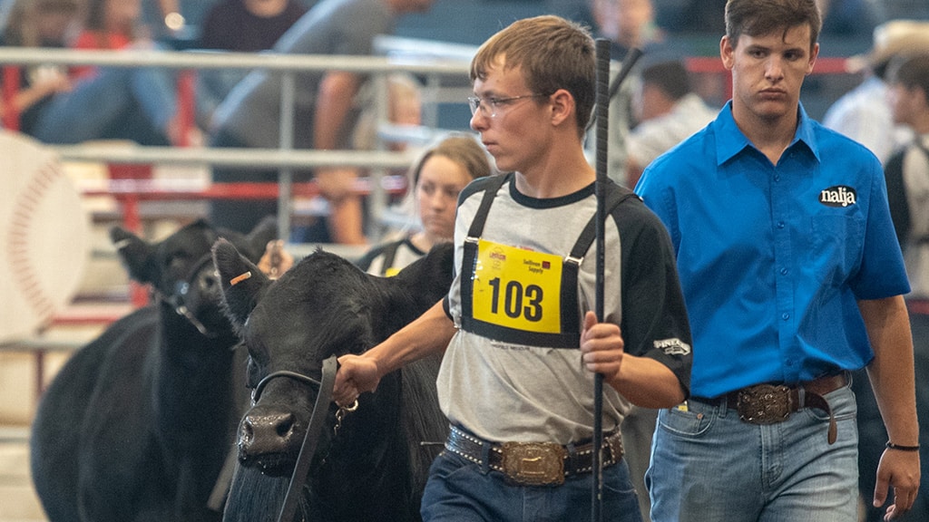 A young person in a yellow numbered tag leads a black cow at a livestock show. Others, including a person in a blue shirt, are walking nearby with more cattle in an indoor arena.