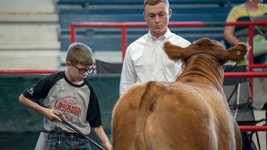 A young boy in glasses and a black and gray t-shirt shows a brown cow in an indoor arena, while an older boy in a white shirt observes closely. Bleachers and red railings are visible in the background.