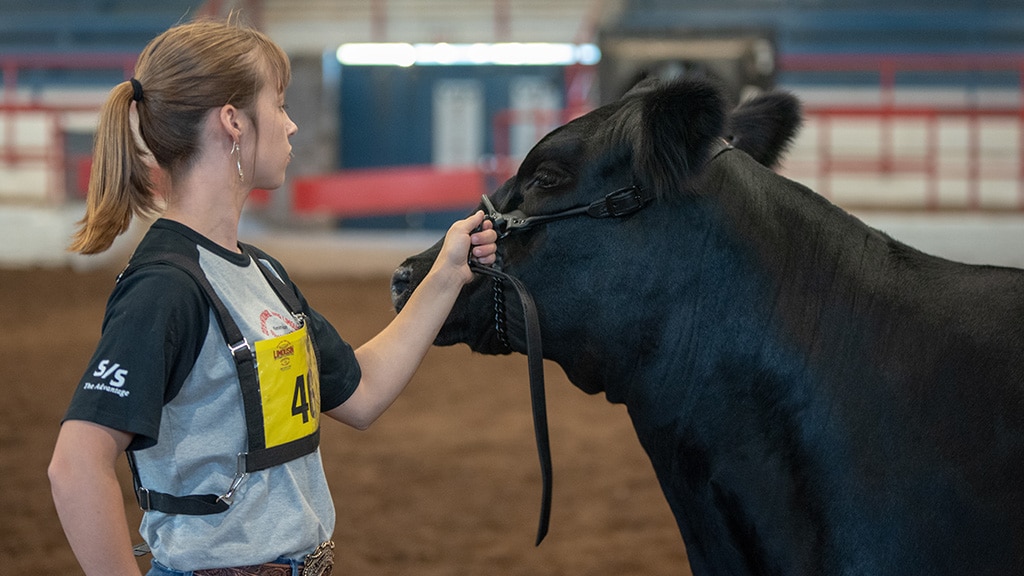 A young woman holding a black cow by a halter stands in an indoor arena. She wears a numbered yellow tag, a gray and black shirt, and large hoop earrings, suggesting participation in a livestock show.