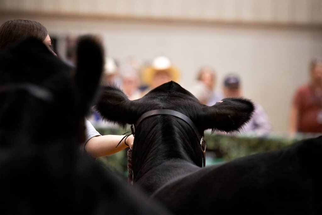 A close-up view from behind a black cow with wide ears, being held by a person at an indoor event, with out-of-focus people and a fence in the background.