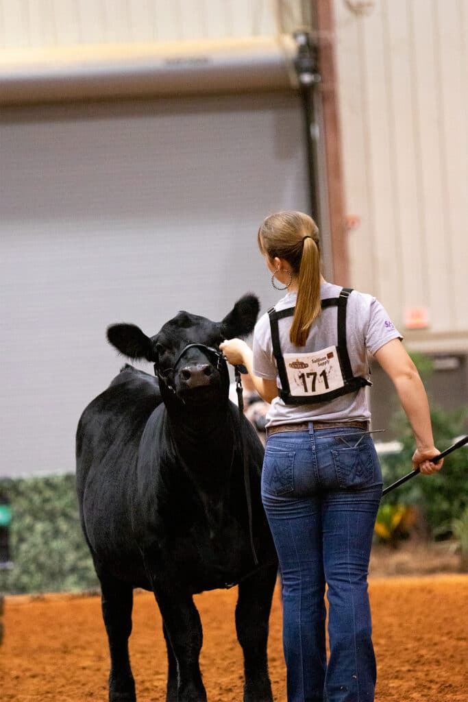 A woman in jeans and a numbered shirt leads a black cow by a halter inside an indoor show arena with a dirt floor.