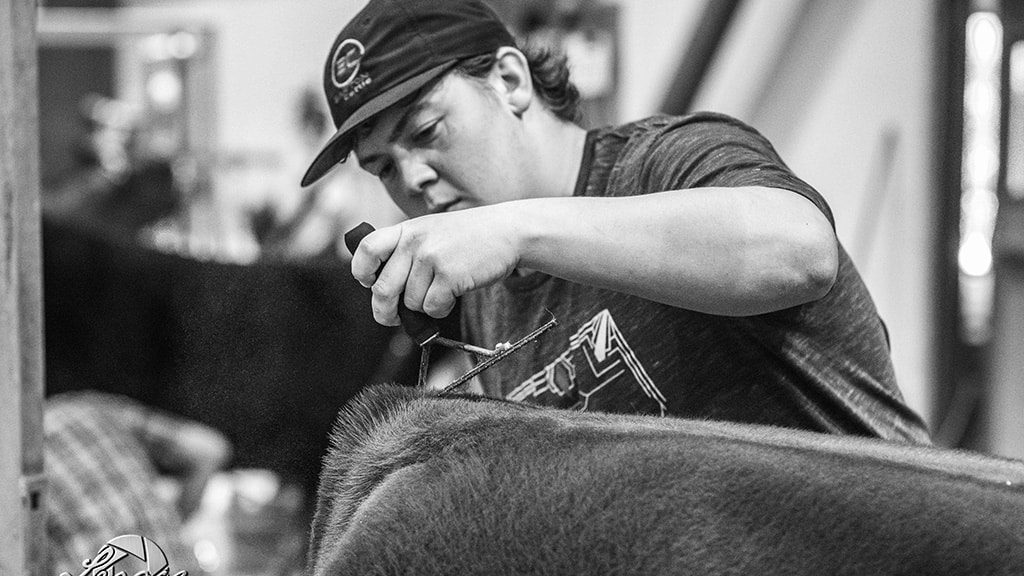 A person wearing a cap and t-shirt uses electric clippers to groom a cow’s back in a barn. The image is black and white, and the person appears focused on their work.