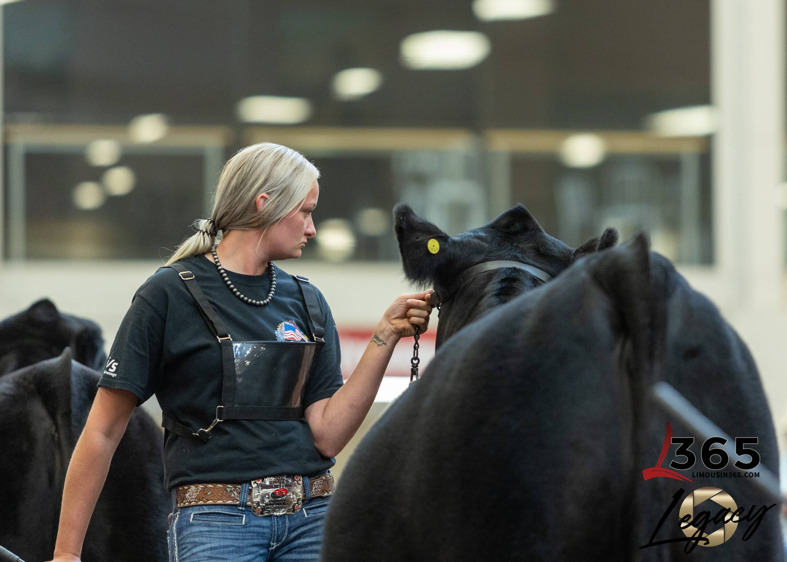 A green tractor drives through a snowy field, creating a cloud of snow, with a herd of black cattle gathered in the background and leafless trees scattered across the landscape.