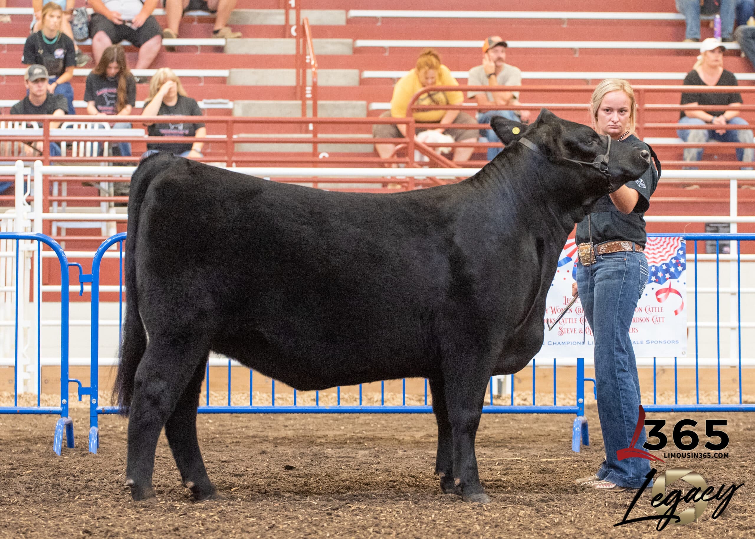 A young person stands holding a large black steer in a livestock show arena, with red bleachers and spectators in the background. The steer is calm and the handler is focused. 365 Legacy logo appears in the bottom right corner.