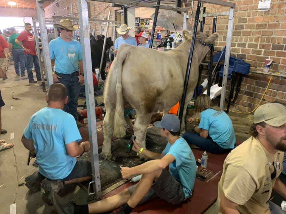 Several people in blue shirts and cowboy hats groom a large, light-colored cow in a barn setting. Some are trimming its hoofs, while others work on its coat. Grooming equipment and supplies are scattered nearby.