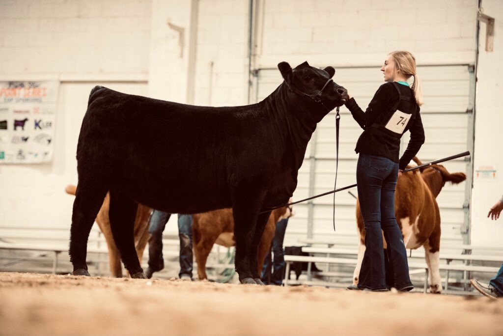 A young woman wearing a number tag leads a large black cow at an indoor livestock show. Other cows and people are visible in the background.