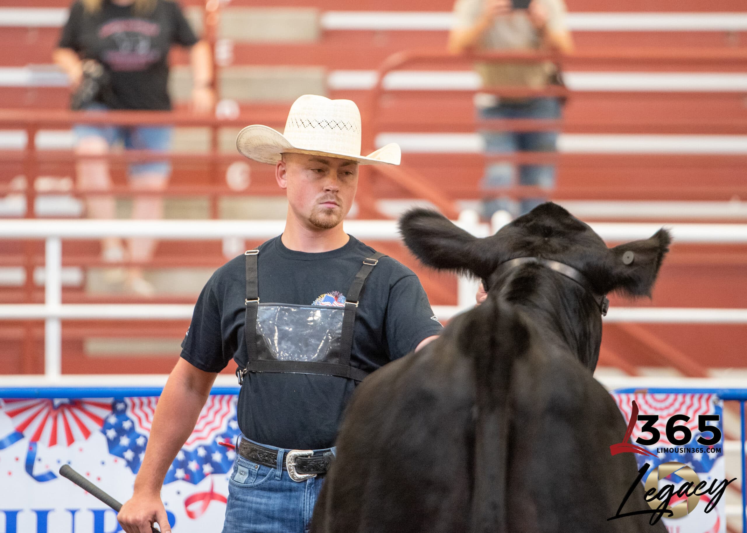 A man in a cowboy hat and black shirt guides a black cow inside an arena with red bleachers. People watch in the background. American-themed banners are visible, with a 365 Legacy logo in the corner.