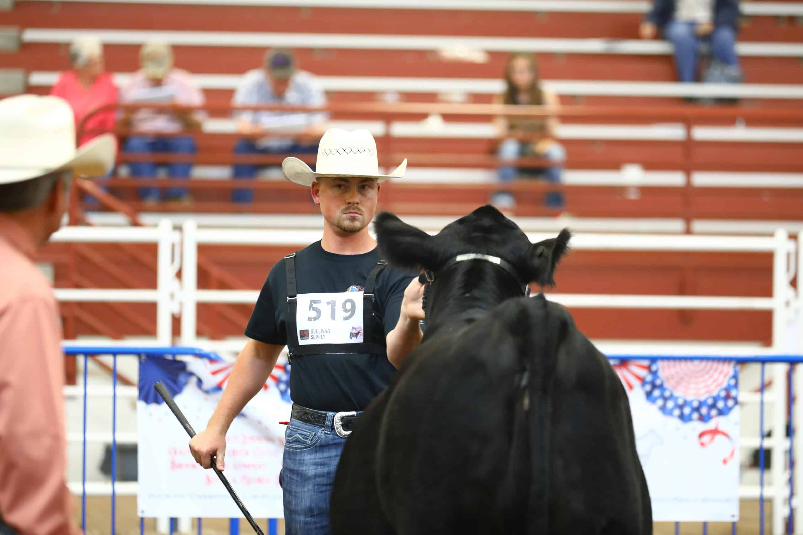 A man in a cowboy hat and number 519 tag leads a black cow in a show ring, with people seated on bleachers in the background.