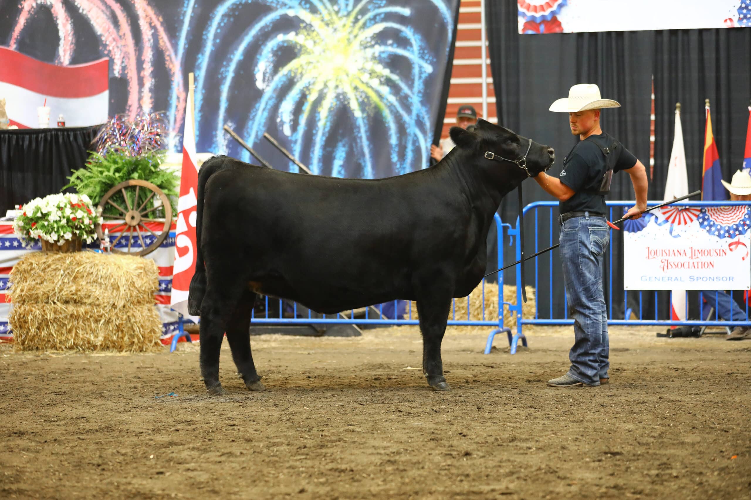 A man in a cowboy hat presents a large black cow at an indoor livestock show, with hay bales, flags, and a backdrop featuring fireworks in the background.