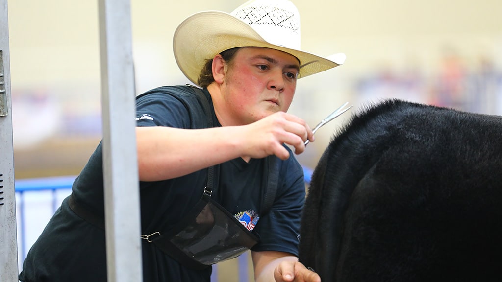 A person wearing a cowboy hat and dark shirt carefully trims the fur on the back of a black cow with scissors, focusing intently on their work.