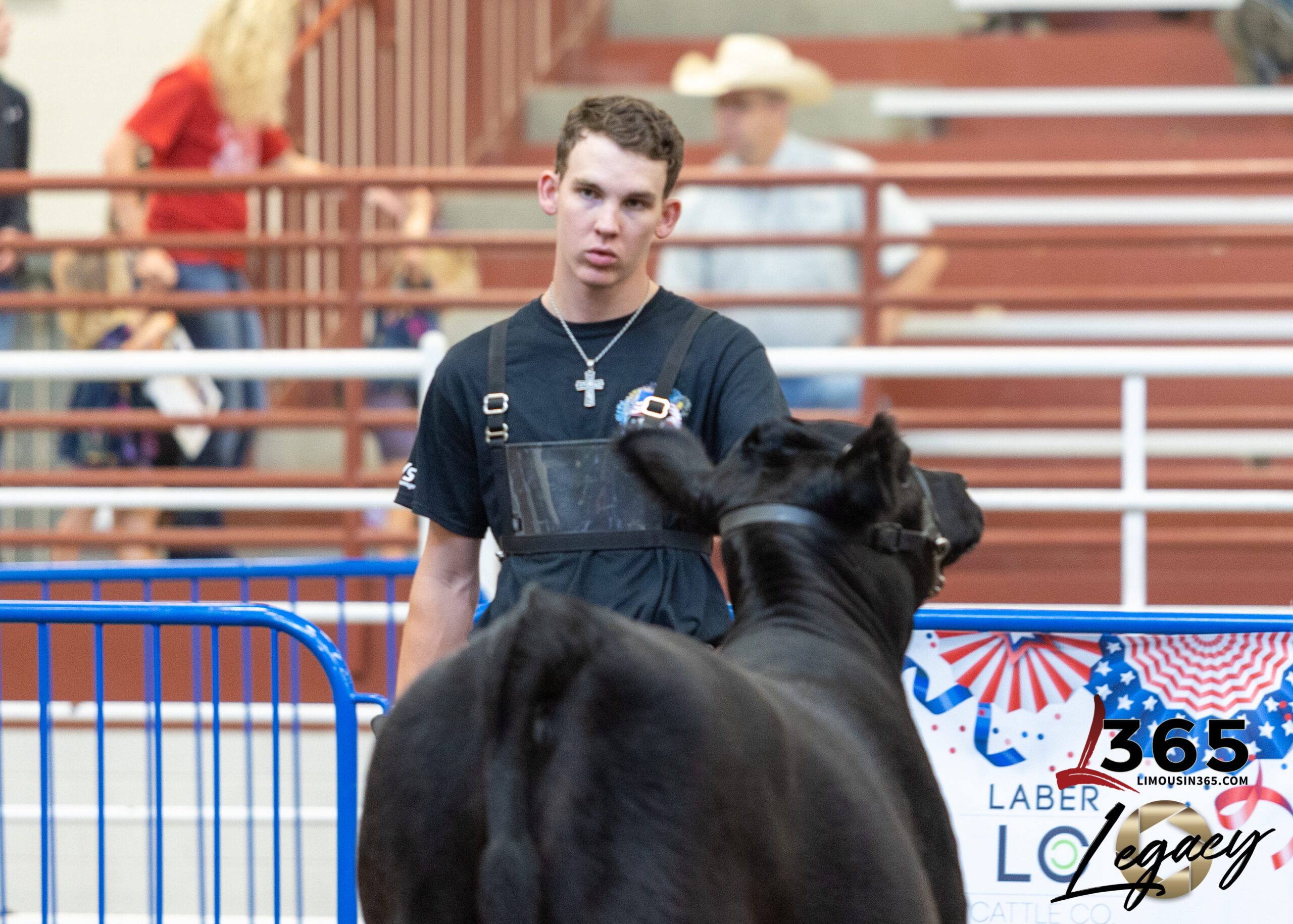 A young man wearing a black shirt and overalls stands in an arena, facing two black cattle. Behind him are bleachers with spectators and patriotic red, white, and blue decorations. The text 365 Legacy appears in the corner.