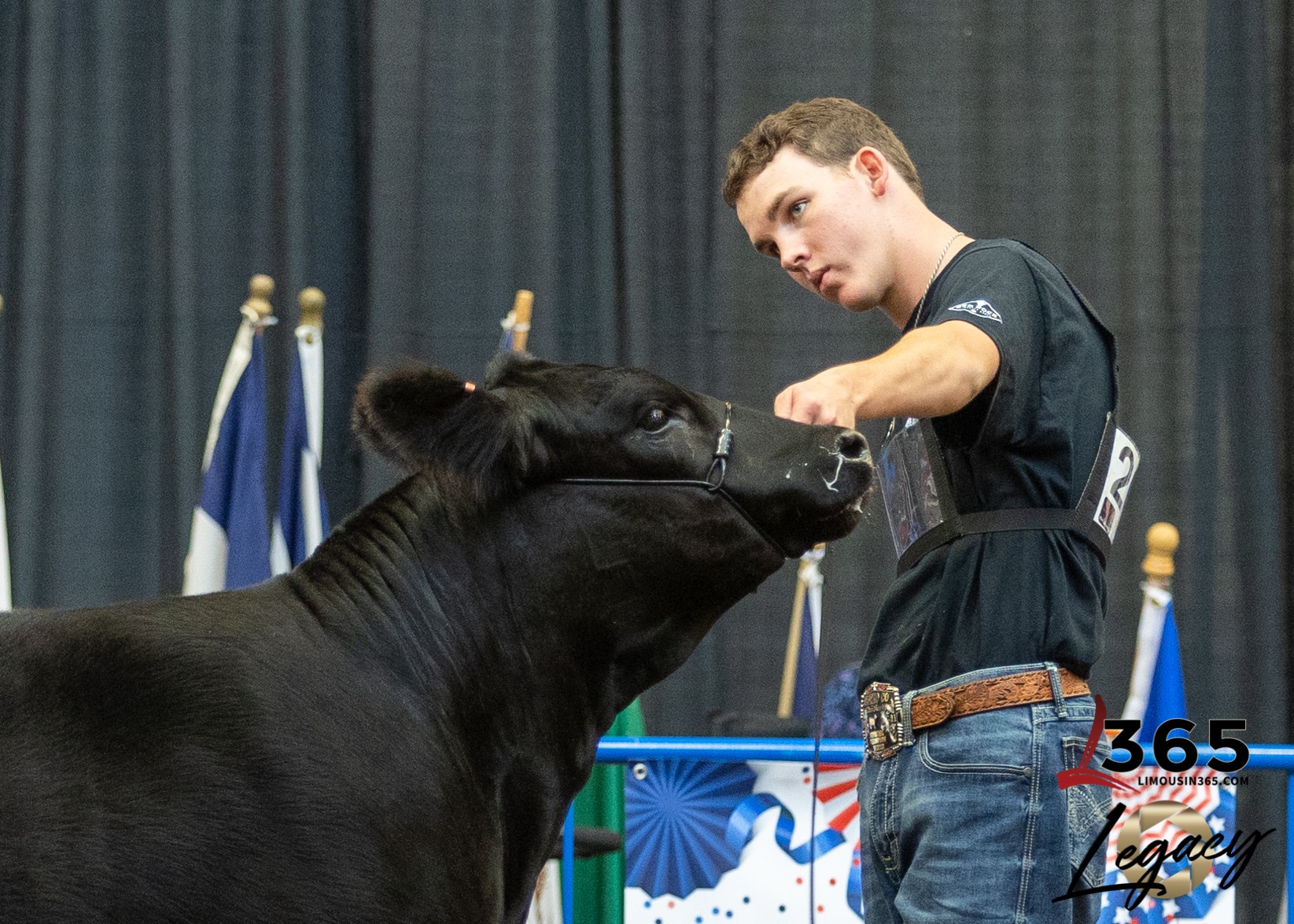 A young man in a black shirt holds a black cow by a halter in a show ring, focusing intently. Flags and a patriotic backdrop are visible in the background. The number 365 and Legacy logo appear at the bottom right.