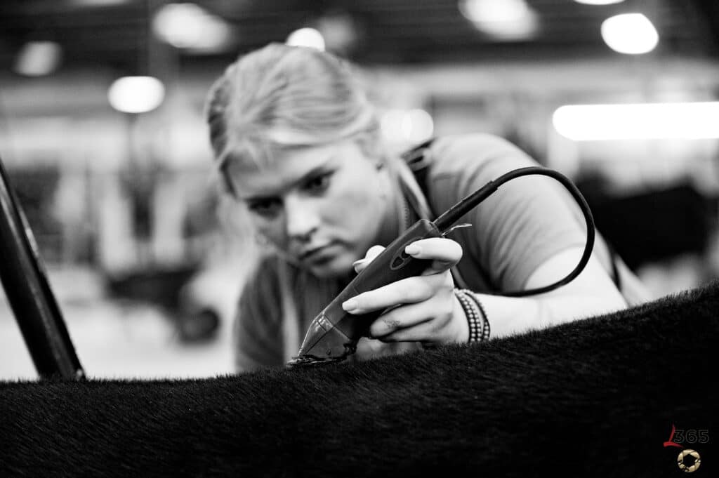 A person with light hair focuses intently while using electric clippers to groom the coat of a dark animal, likely at a livestock show. The image is black and white, with a blurred background.