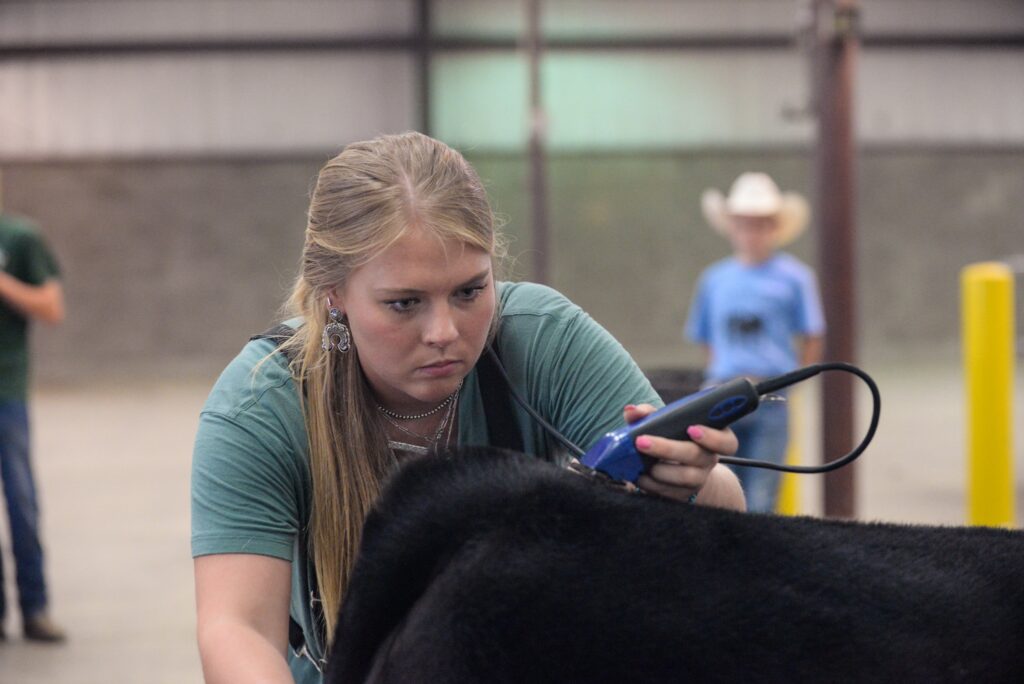 A young woman with long blonde hair intently trims the coat of a black cow with electric clippers indoors. A person in a cowboy hat is blurred in the background.
