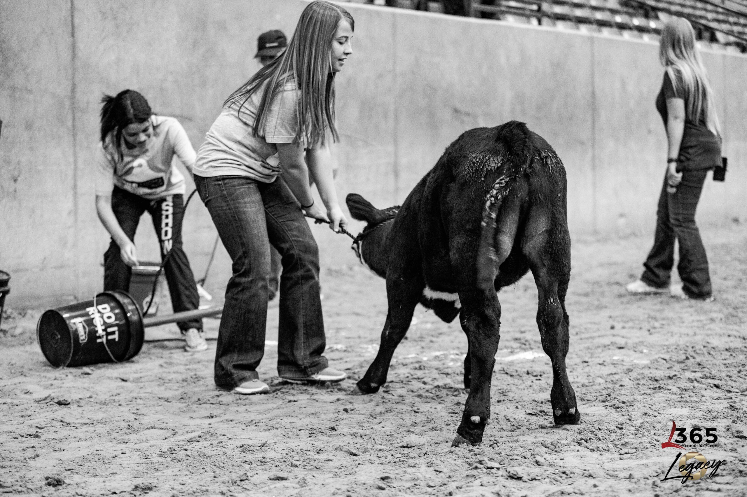 A young woman holds a calf by a lead in an indoor arena, while another person prepares equipment nearby. The scene appears to be related to livestock showing or preparation.