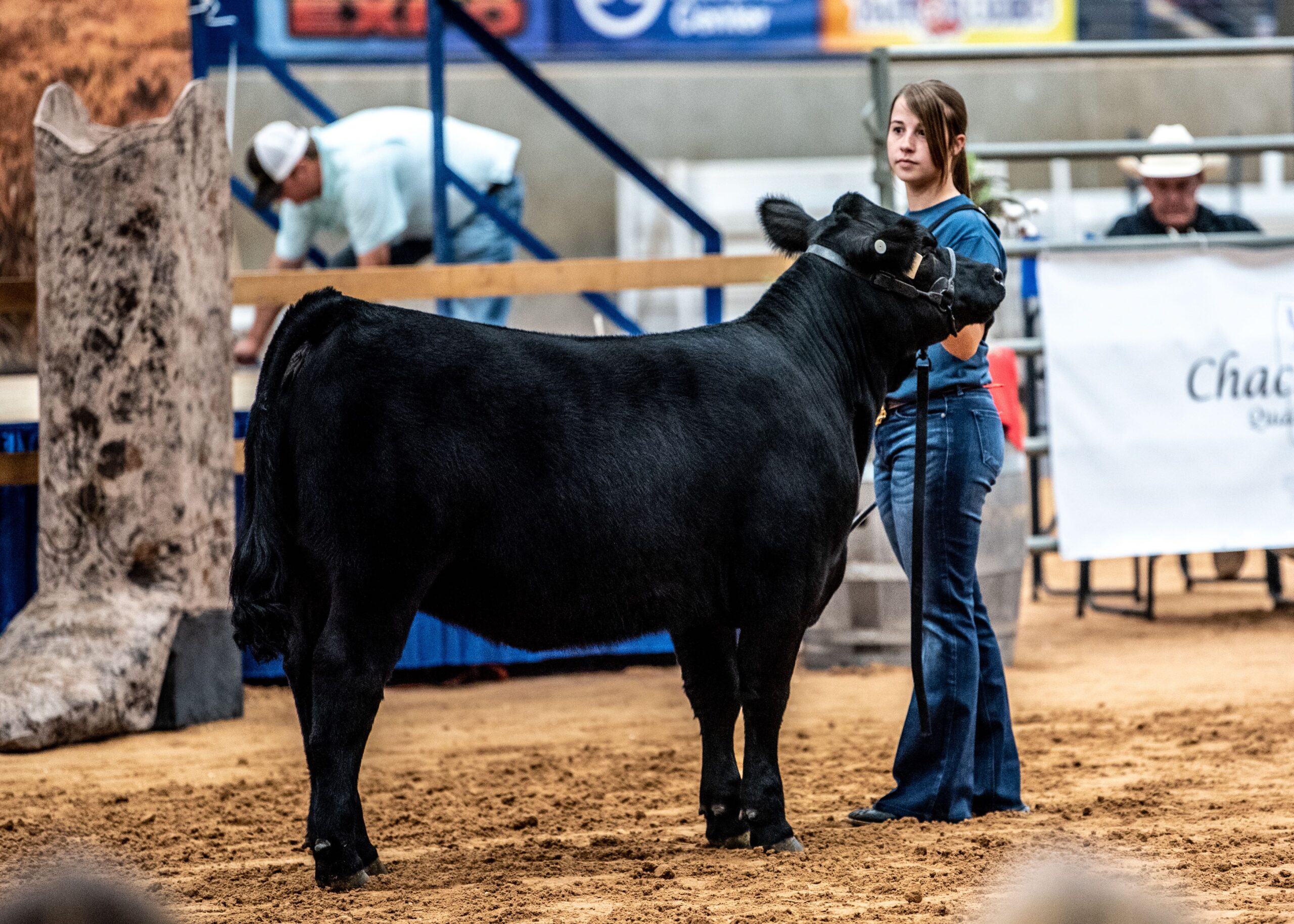 A young woman in blue jeans holds a black cow by a halter at an indoor livestock show, with judges and onlookers visible in the background.