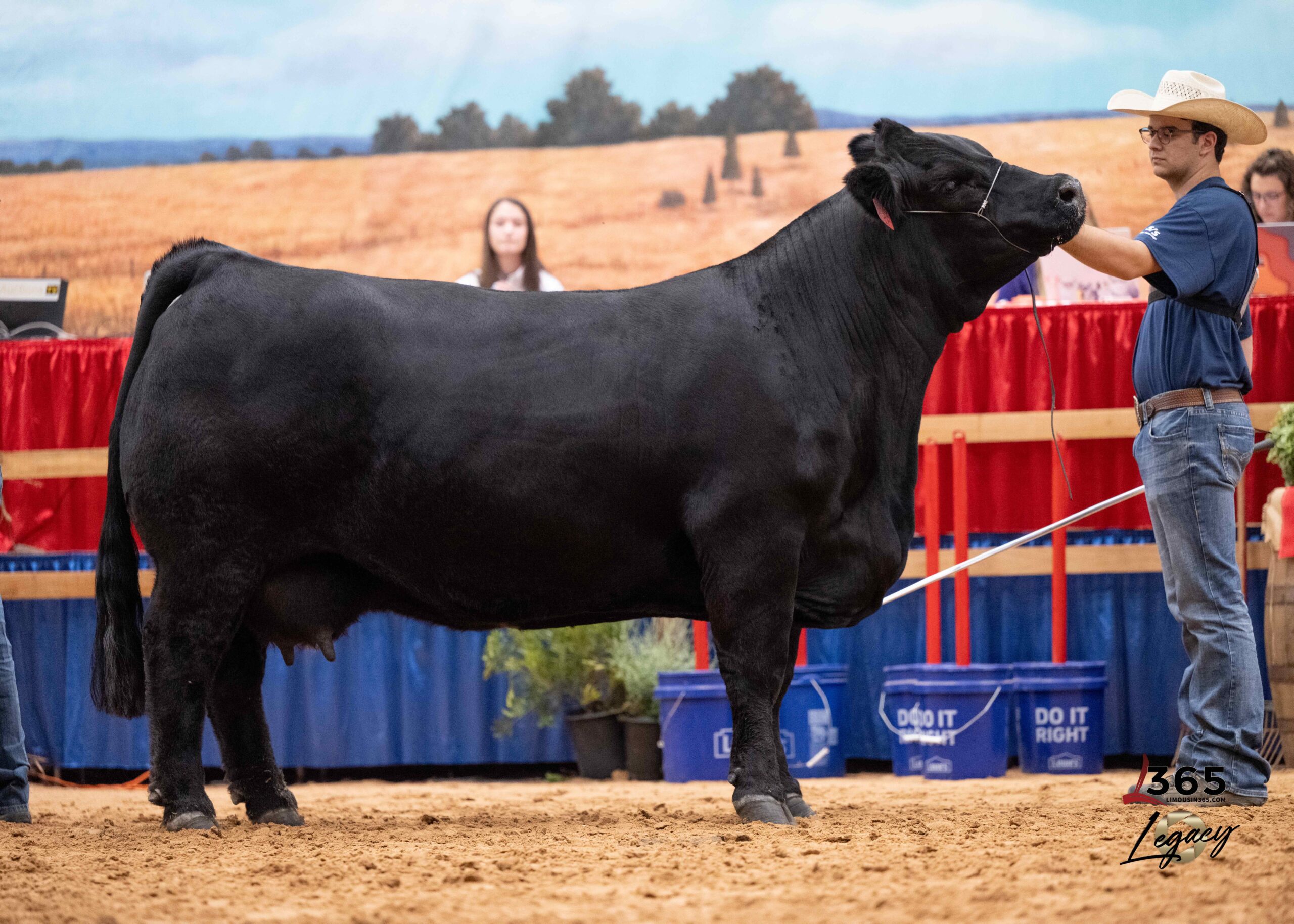 Two young people in blue shirts show black cattle at a livestock event in an indoor arena. One holds a show stick while the other adjusts the animal, with red railings and a Box 23 sign in the background.