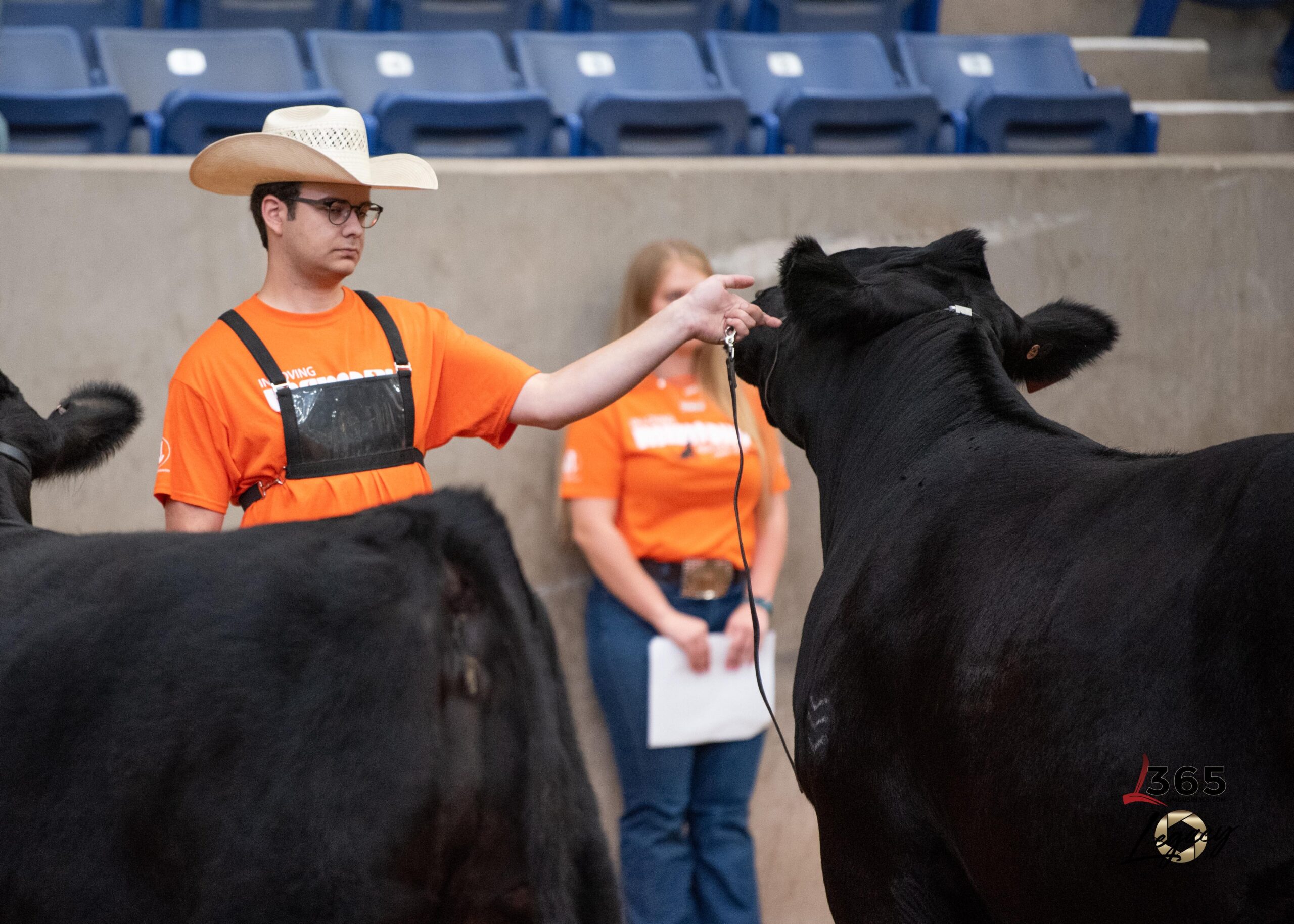 A row of people in cowboy hats and blue shirts stand in an indoor arena, each holding a black cow on a lead, with empty green bleachers and white fences in the background.