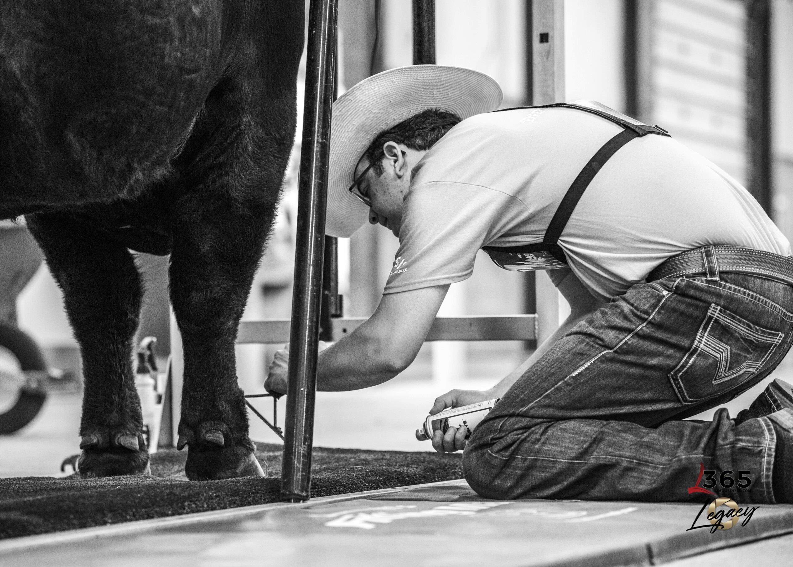 A man in a cowboy hat and glasses kneels beside a cow, grooming or trimming its hoof in a livestock show setting. The scene is in black and white, and 365 Legacy is visible in the bottom corner.