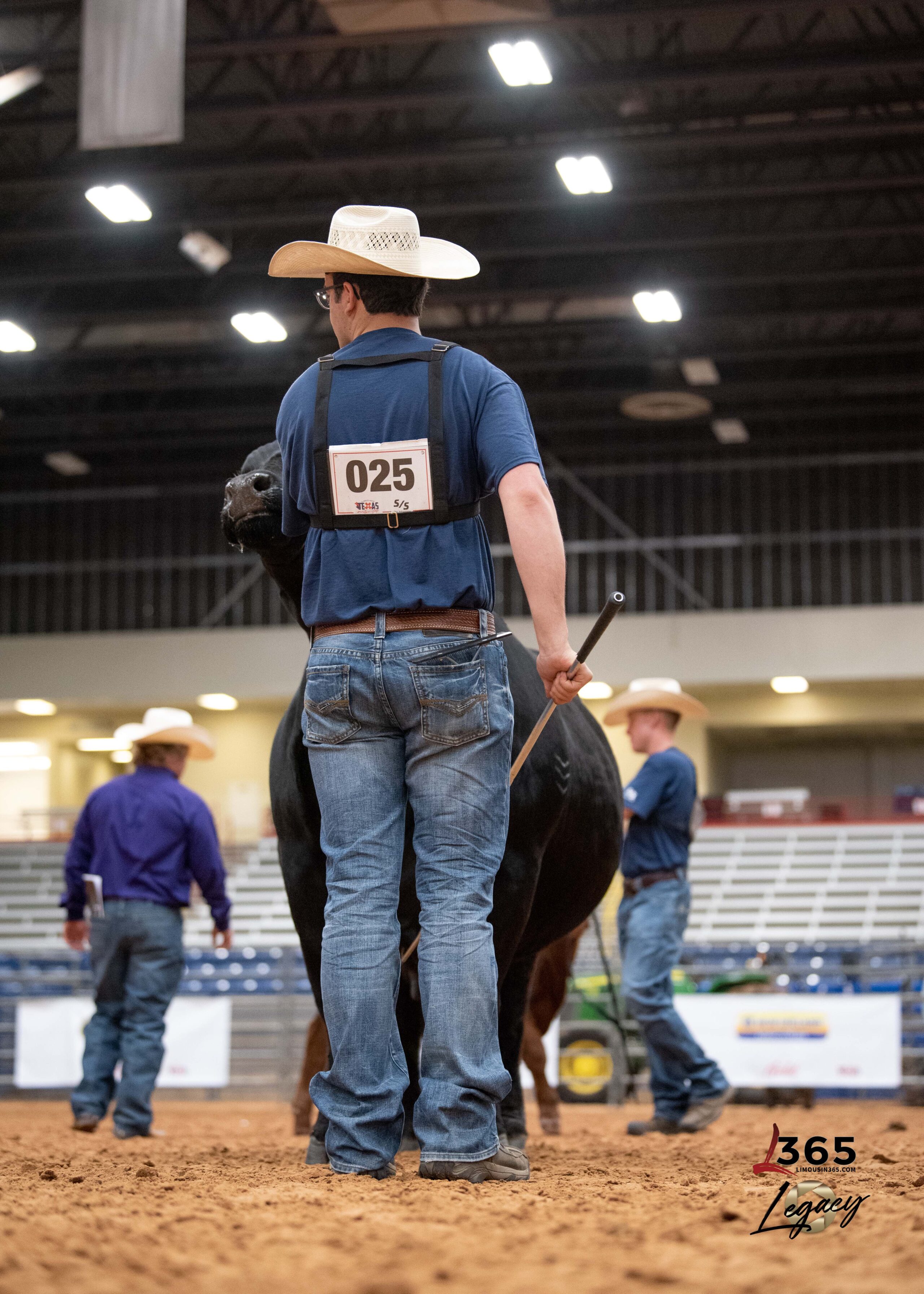 A young person in a cowboy hat and blue shirt leads a black cow in a livestock show arena, holding a show stick. Other participants and empty bleachers are visible in the background.