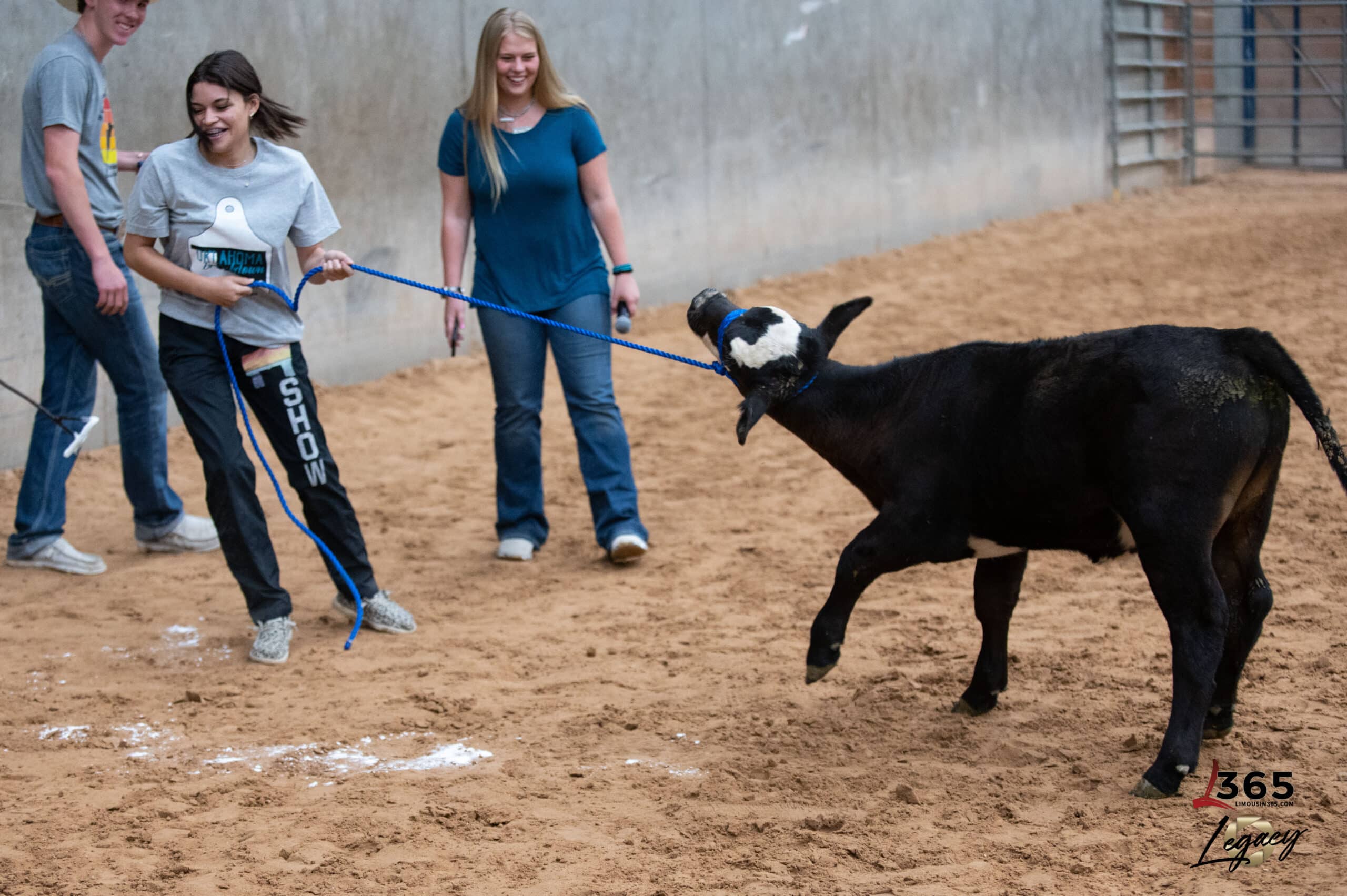 A young girl with braided hair stands next to a black calf in a show ring, holding its lead, while an adult crouches nearby, smiling and talking to her. Colorful decorations hang on a white fence in the background.