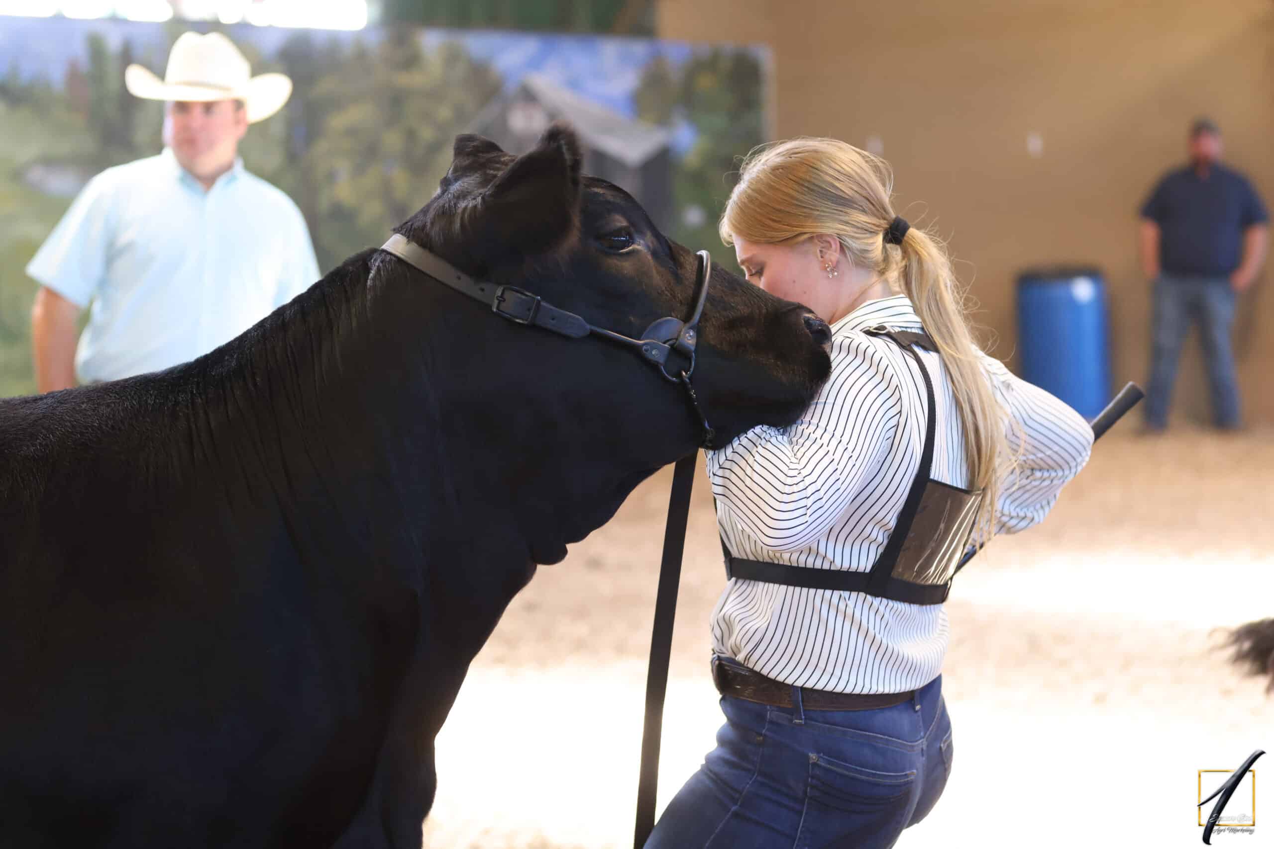 A young woman wearing a number 30 badge leads a black cow in an indoor arena with empty green seats and a white fence in the background.