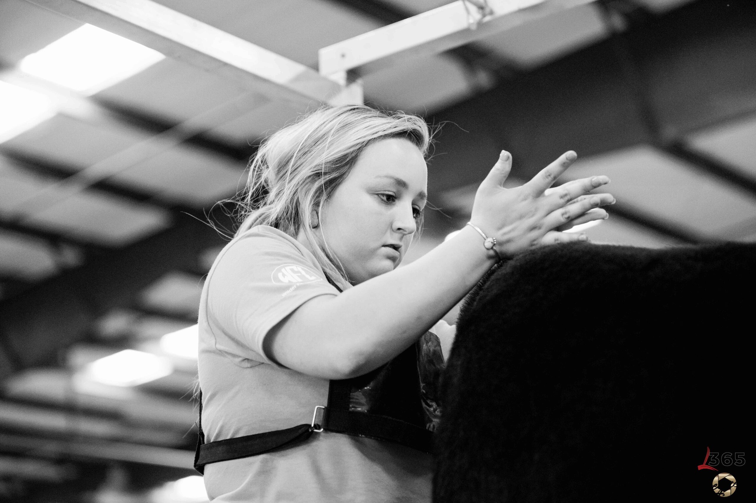 A young woman in a harness grooms a large, dark animal indoors under a metal roof, concentrating on her task with hands raised. The photo is in black and white.