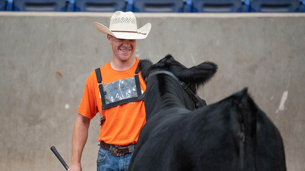 A man in a cowboy hat and orange shirt with a chest number smiles at a black cow in an indoor arena. He holds a stick and stands near a concrete barrier.