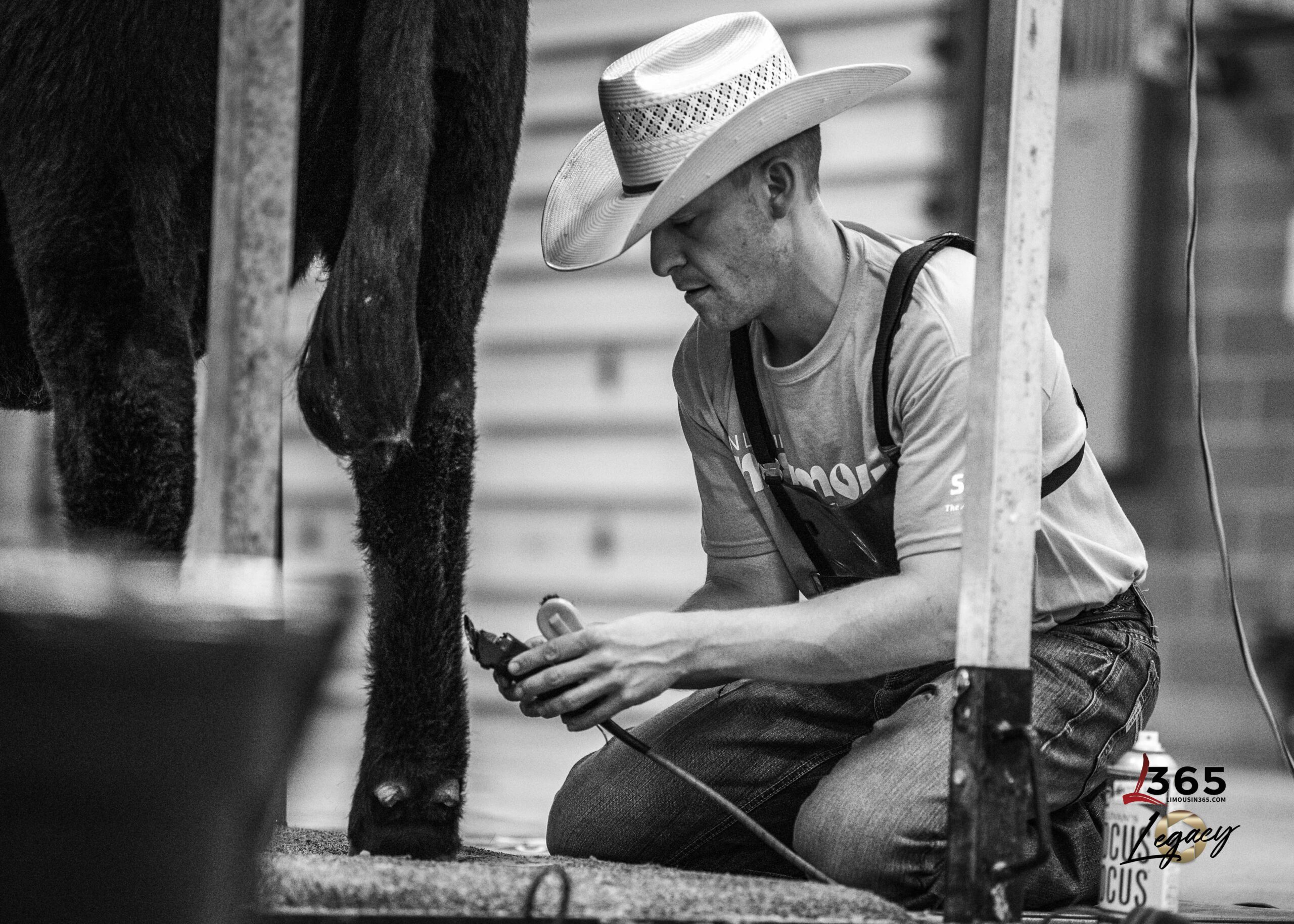 A man in a cowboy hat crouches beside a cow, trimming its leg hair with electric clippers. The scene appears to be at a livestock show or barn, and the image is in black and white.