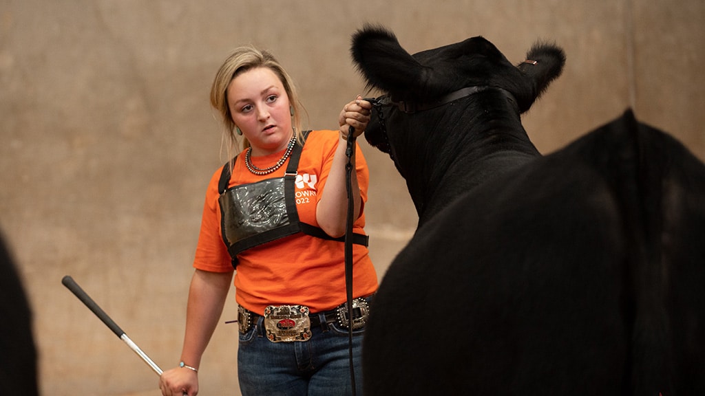 A young woman in an orange shirt and large belt buckle holds a stick and leads a black cow with a halter inside an indoor arena, looking focused.
