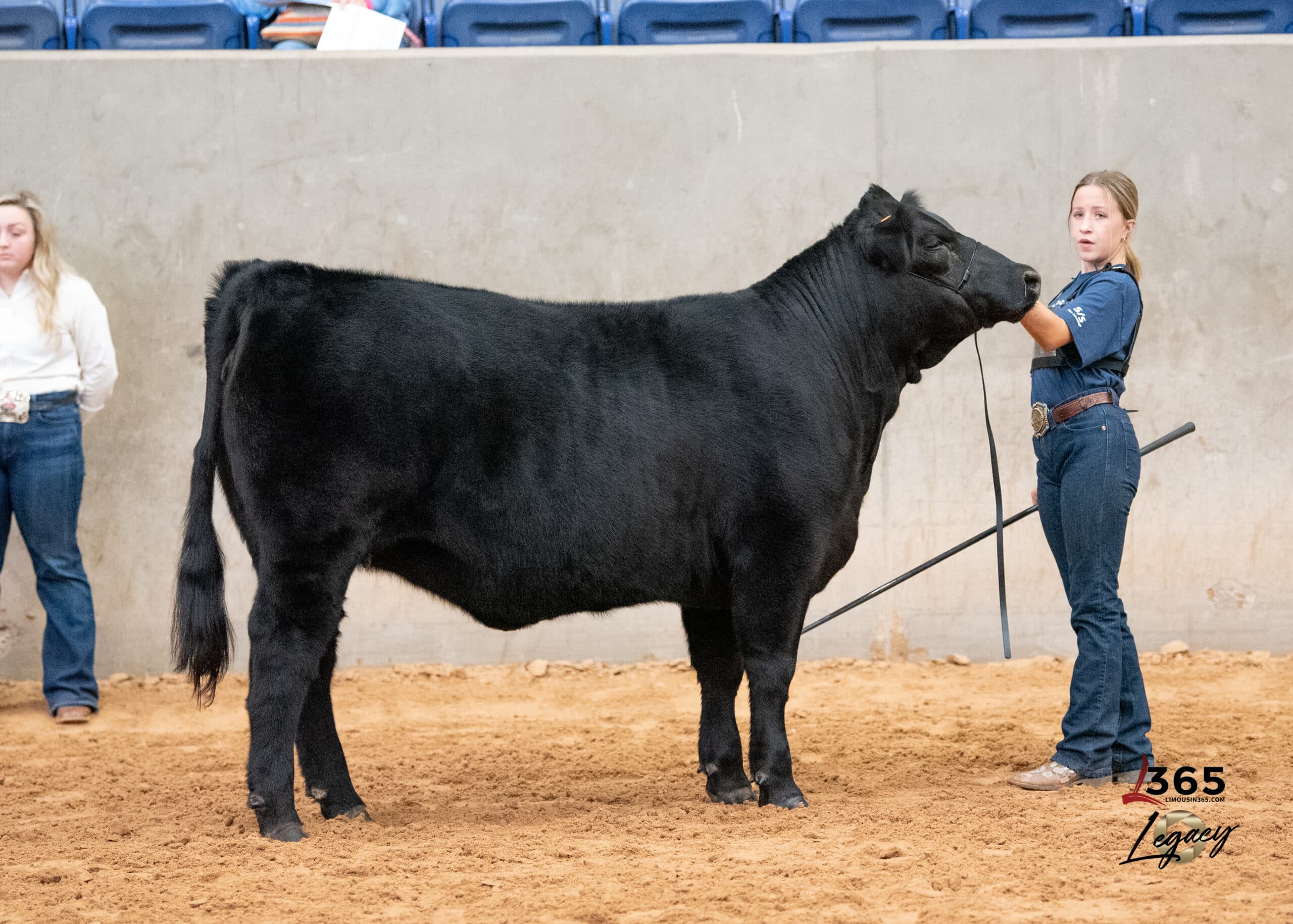 A boy leads a steer in a livestock show arena before a seated audience. Three men in cowboy hats watch. A banner reads: Owen Powell - Chuck; Josh and Kristi Rasmusson, with logos for the Governors Charity Steer Show and McDonalds.