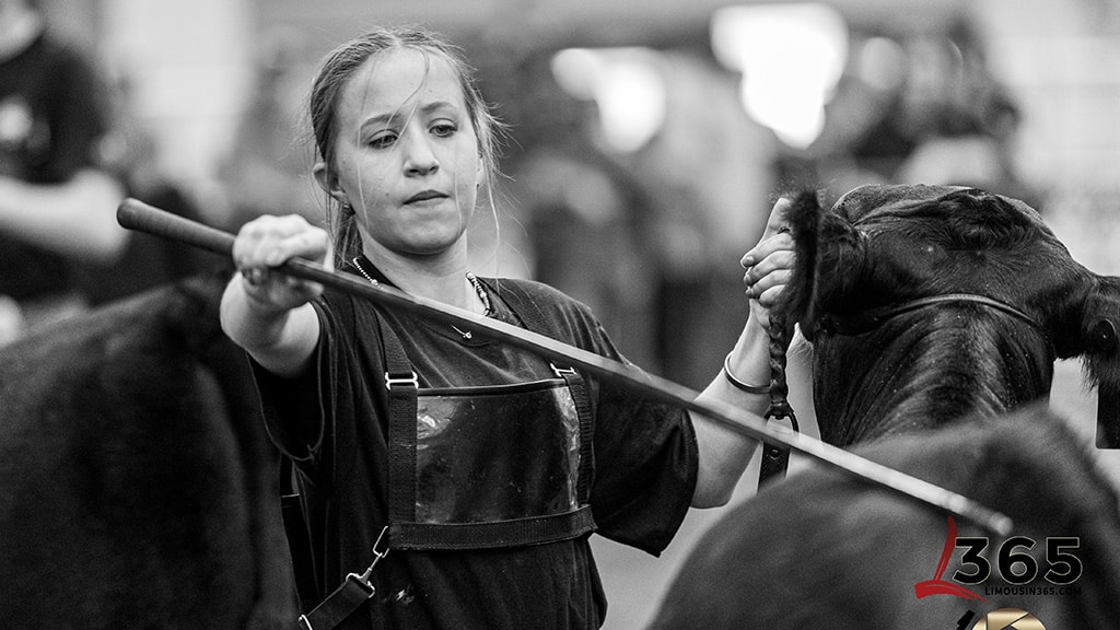 A young woman in a dark apron holds the halter of a black cow with one hand and uses a show stick with the other, focused during a livestock event. The background is blurred and the image is in black and white.