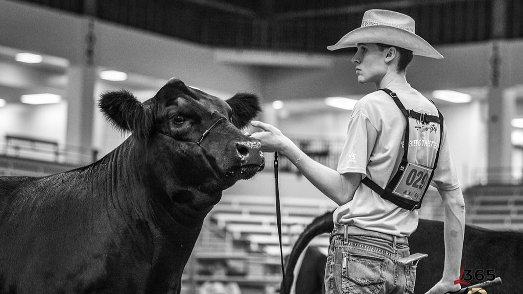 A young person in a cowboy hat leads a black cow in an indoor arena, holding its halter. The background shows empty bleachers and bright overhead lights. The image is in black and white.
