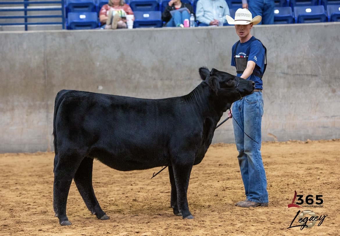 A person in a cowboy hat stands on a dirt arena holding a blue flag, with a backdrop of a windmill and open landscape behind them. People sit at a red-draped table in the background.