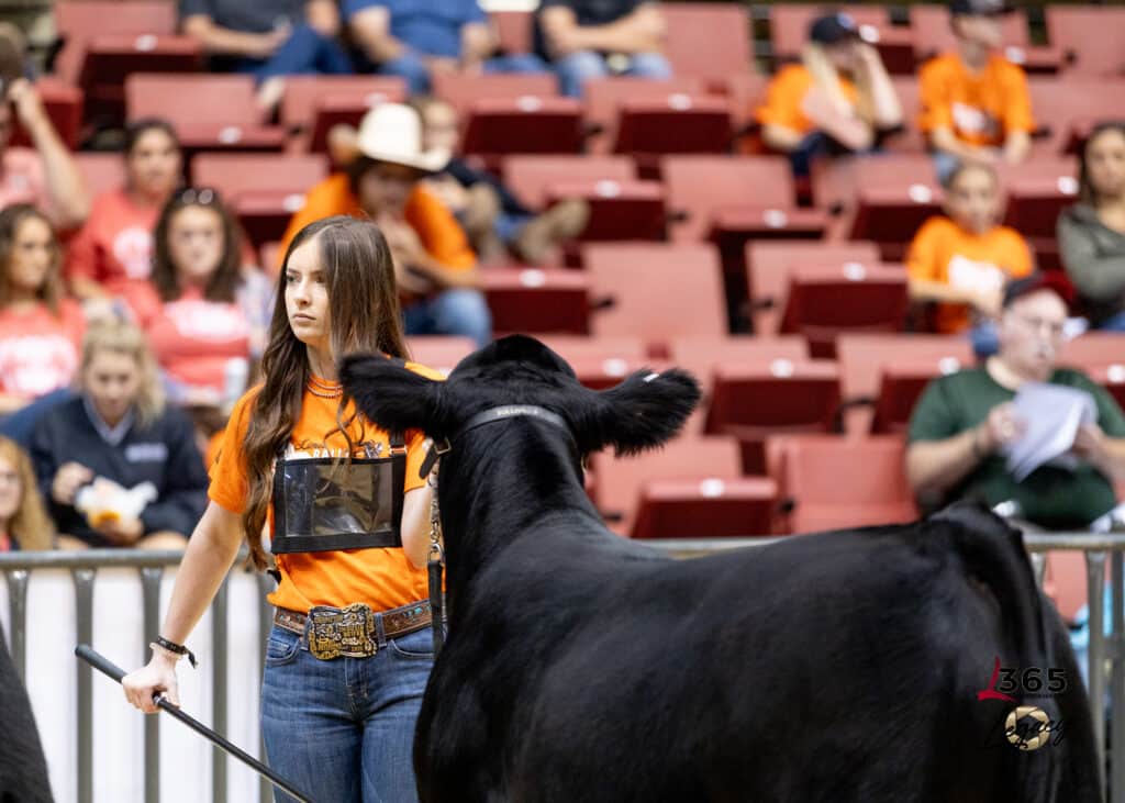 A young woman in an orange shirt leads a black cow in a show arena, with blurred spectators seated in red chairs in the background.
