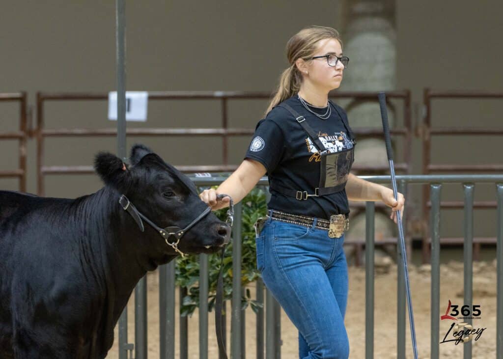 A young woman wearing glasses and a black t-shirt leads a black cow with a halter in an indoor livestock show ring. She holds a stick in one hand and looks focused. A logo reading 365 Legacy is in the lower right corner.