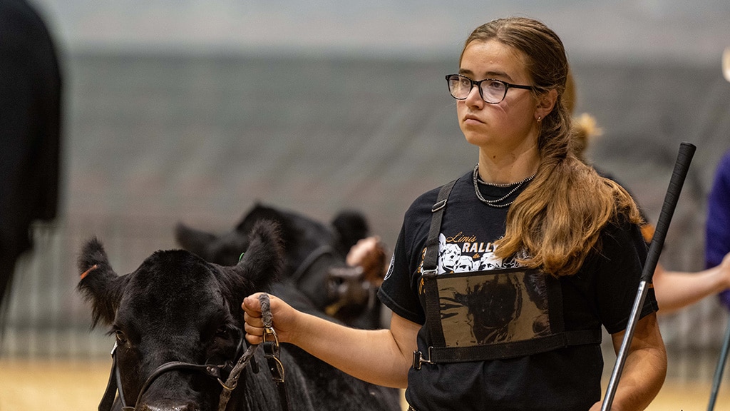 A young woman wearing glasses and a black T-shirt holds a black steer by a lead rope at what appears to be a livestock show or competition. She looks focused and serious while handling the animal.