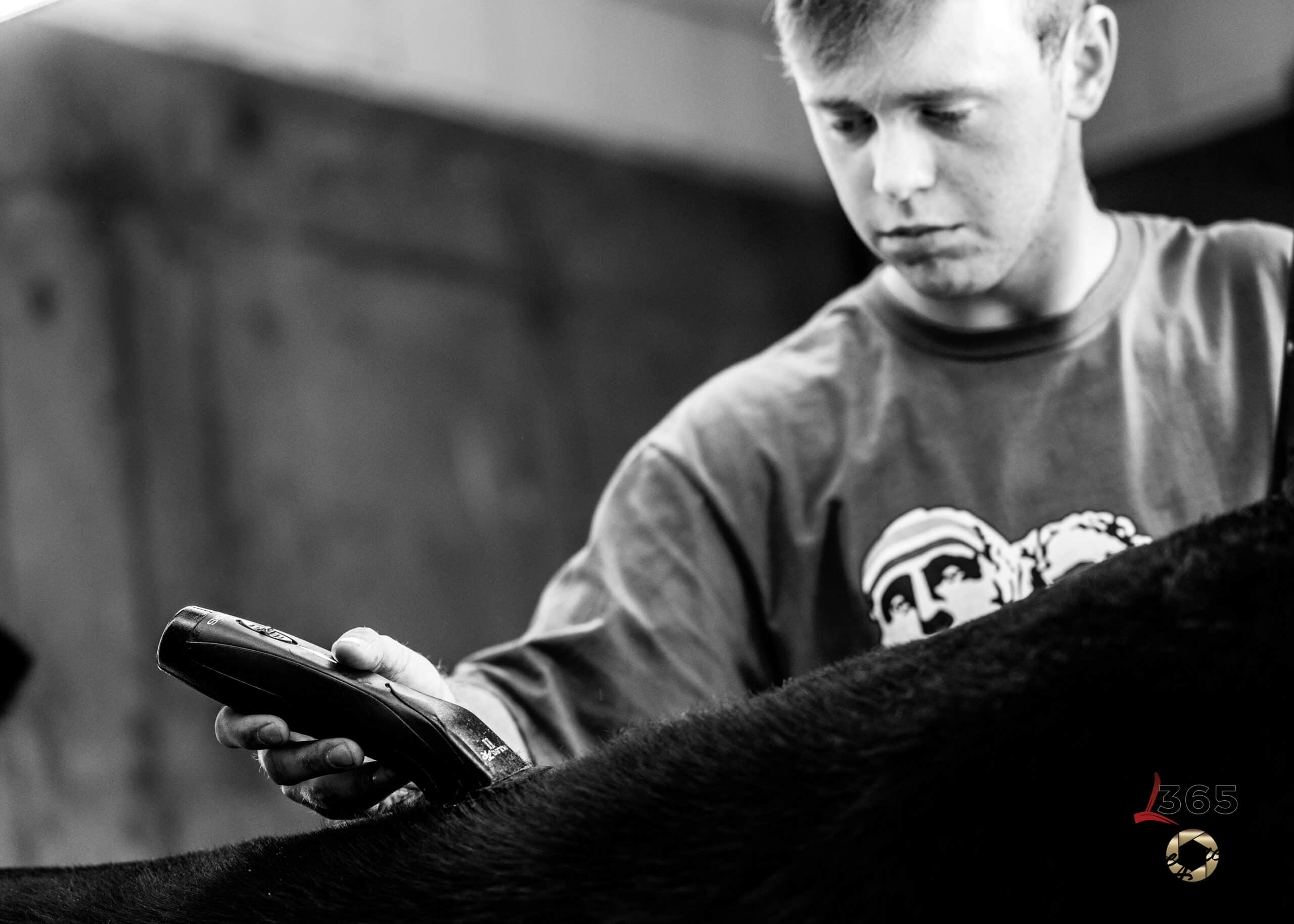 A young man trims the coat of a large animal, possibly a cow, with electric clippers. He appears focused on his task in a dimly lit indoor setting. The image is in black and white.