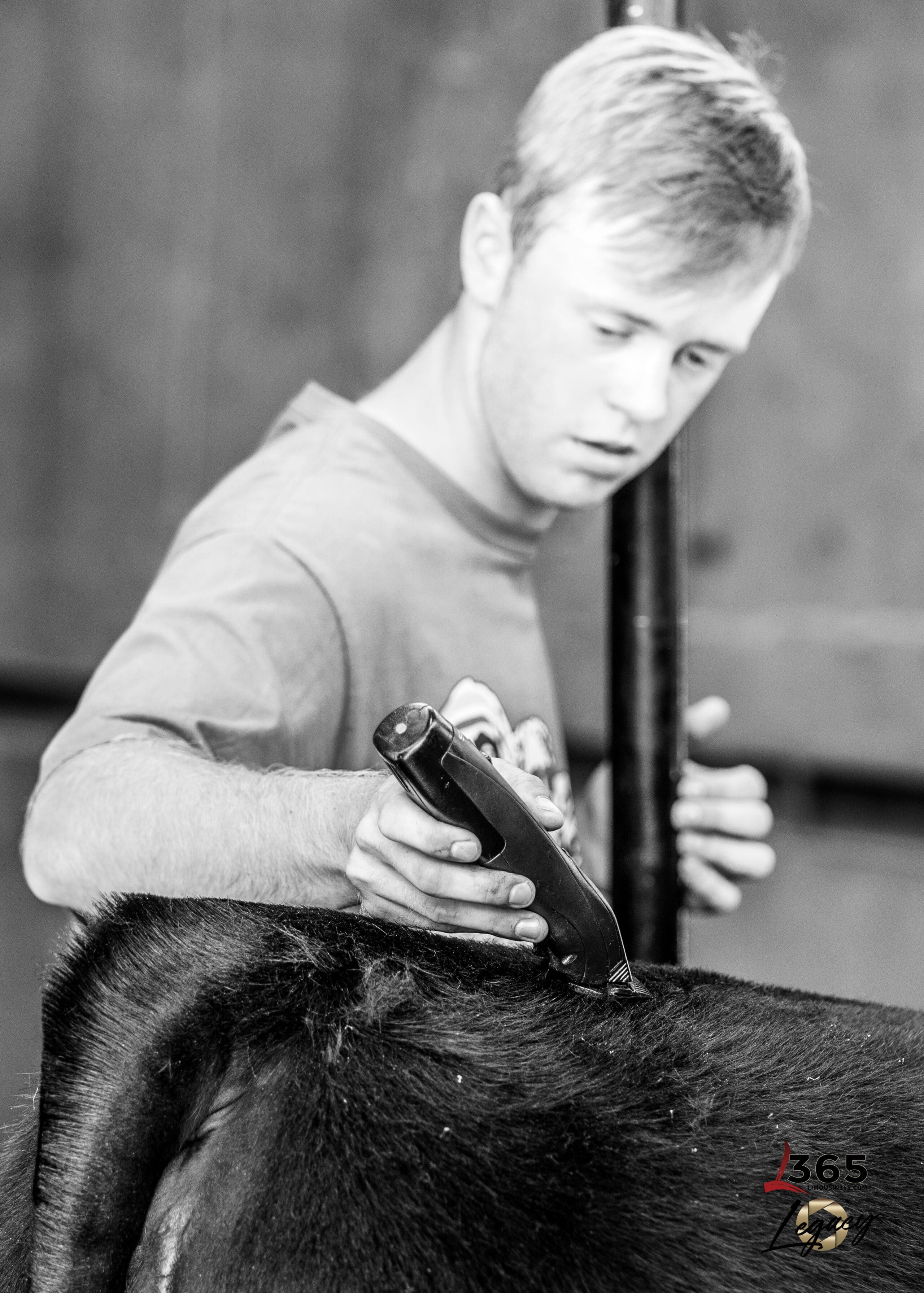 A young man focuses intently as he trims the back of a cow with electric clippers, preparing the animal, likely for a show or grooming. The image is in black and white.