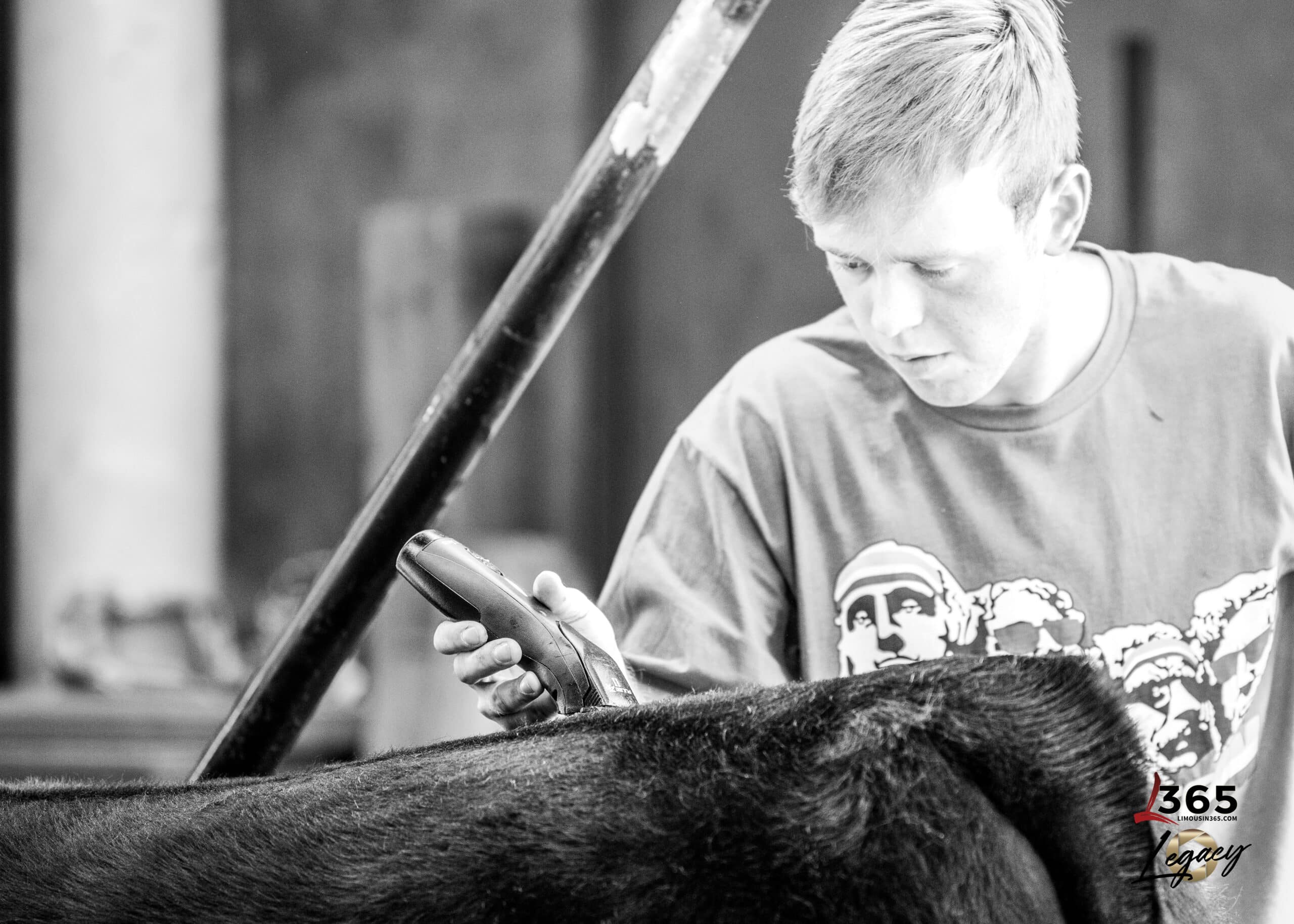 A young person in a T-shirt carefully grooms a black cow with electric clippers. The scene is in black and white, with the focus on the individual and the animals back. A 365 Legacy logo is visible in the corner.