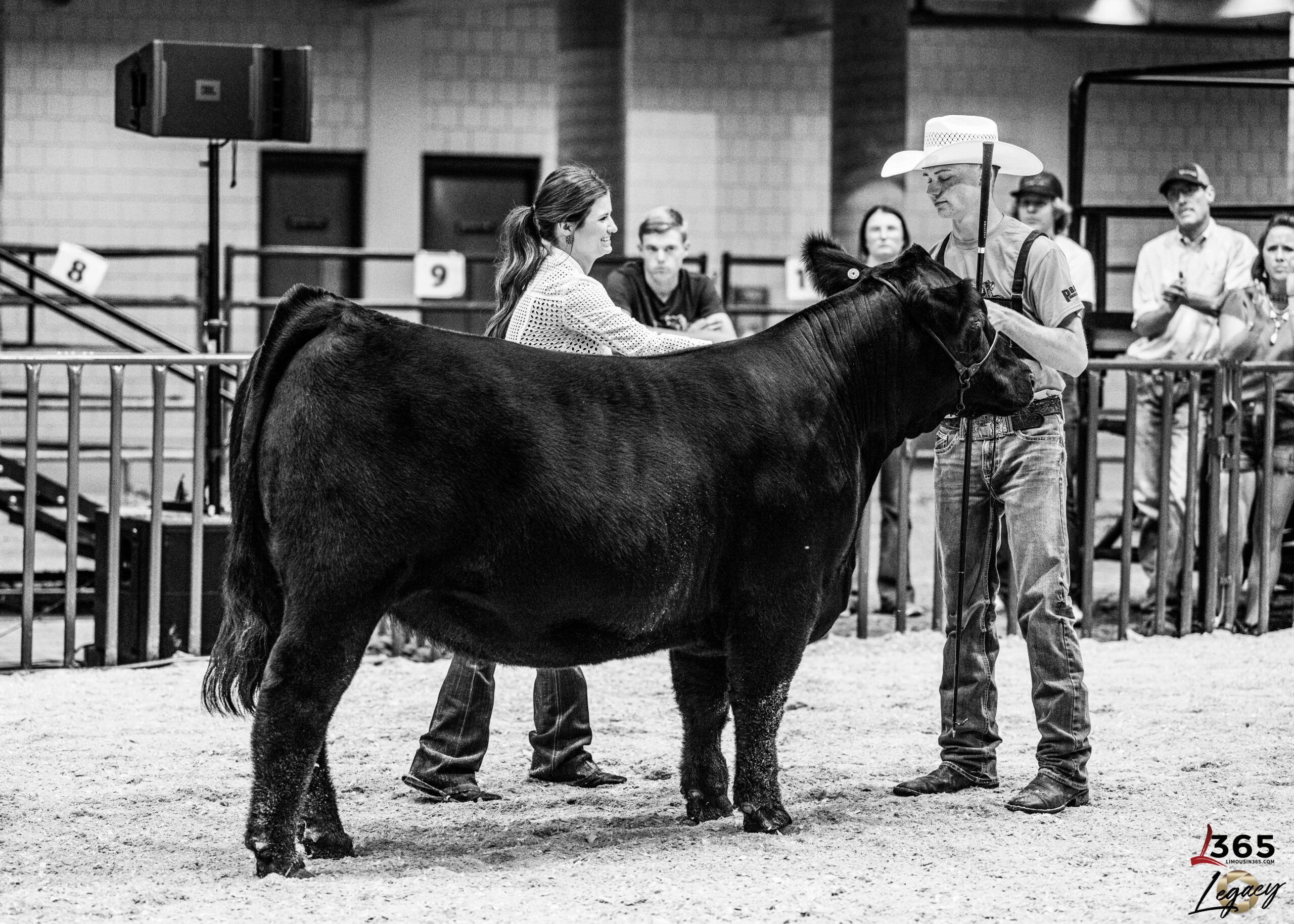 A young woman and a young man in western attire stand beside a large black cow at an indoor livestock show, with spectators and metal railings in the background. The image is in black and white.