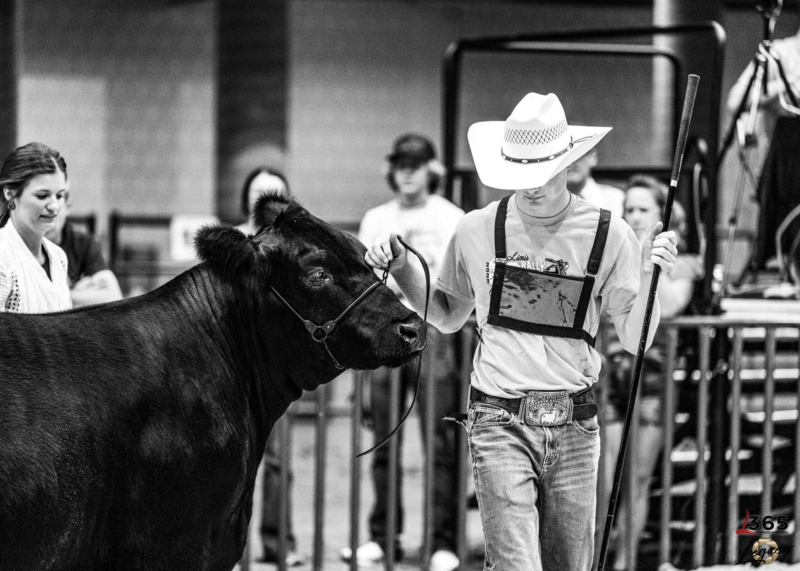 A young person in a cowboy hat leads a black cow in a livestock show ring, with spectators and other participants visible in the background. The image is in black and white.
