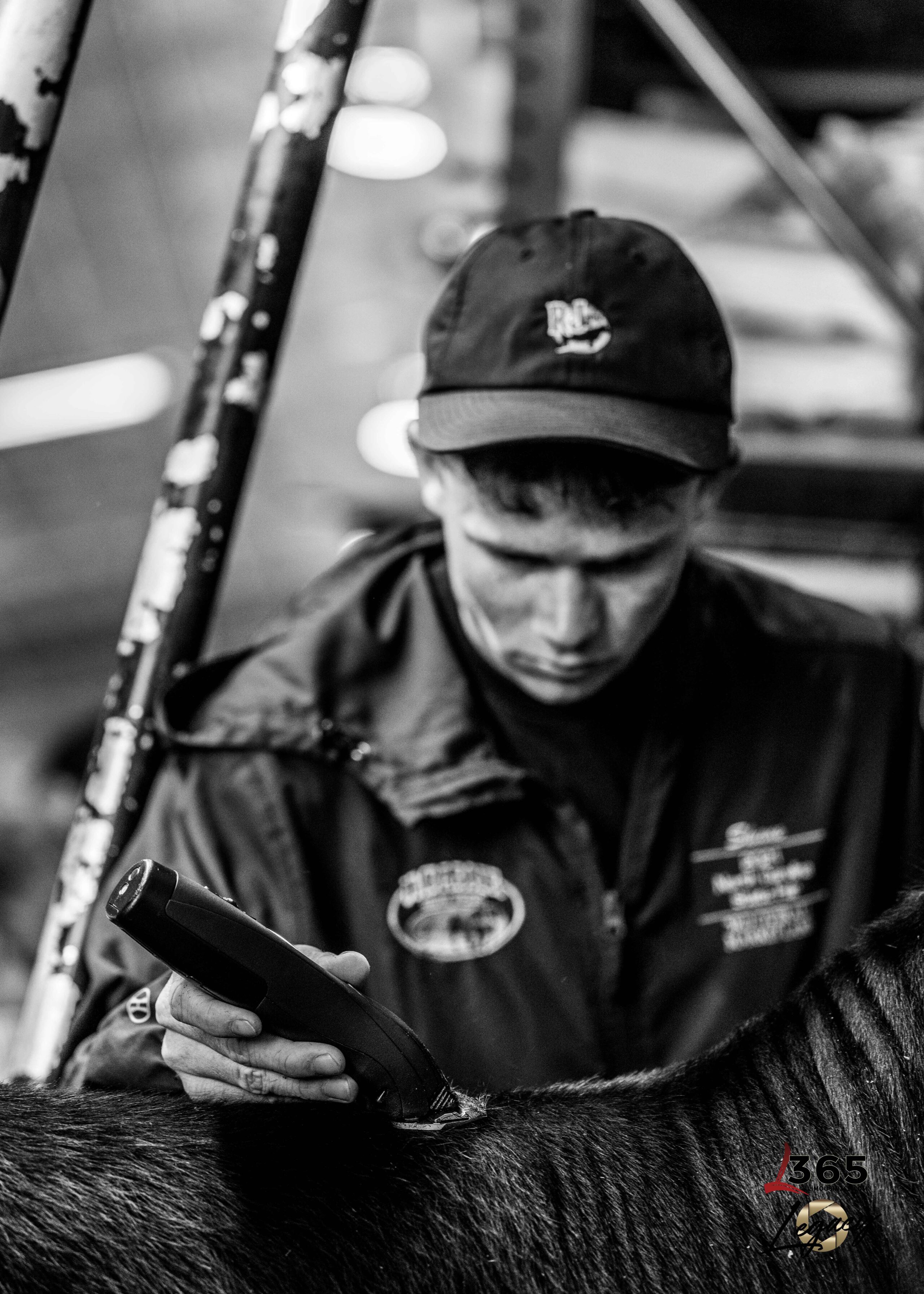 A person wearing a cap and jacket is focused on clipping the fur of an animal with electric clippers. The image is in black and white, creating a serious atmosphere. The animals back is partially visible in the foreground.